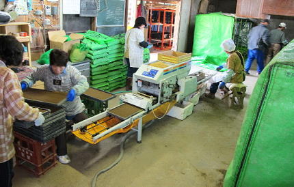 �R�V�q�J���̎�܂��n�܂�1