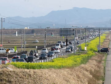 �����ɍ炫�����؂̉� 1