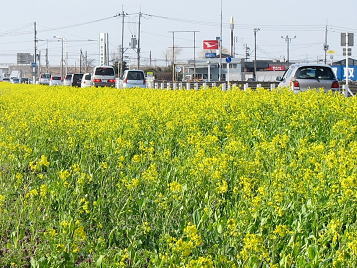 �����ɍ炫�����؂̉� 2